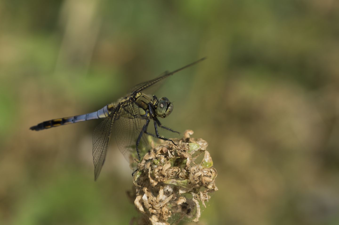 Aiuto per classificazione libellula